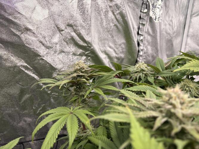 Gelato #33 Advanced seeds. Week 10