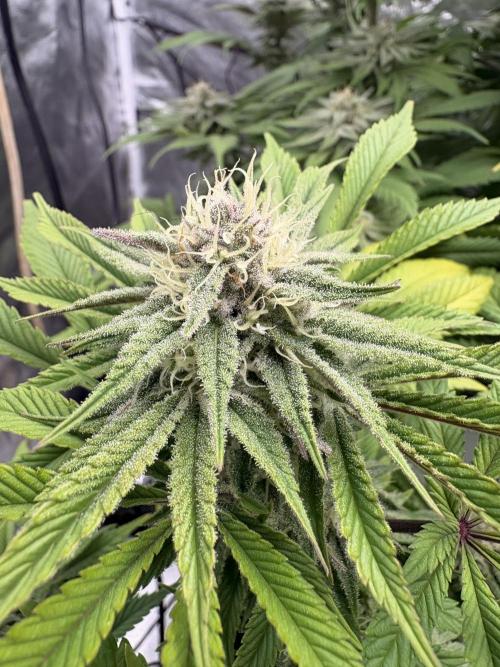 Gelato #33 Advanced seeds. Week 10