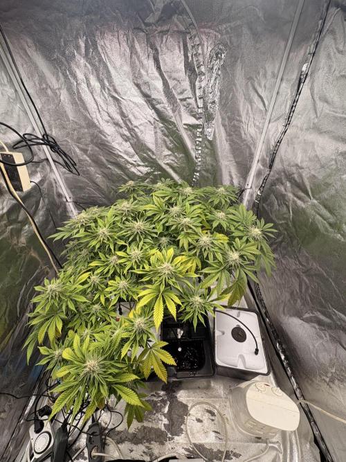 Gelato #33 Advanced seeds. Week 10