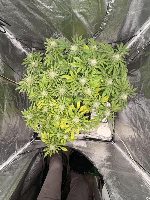 Gelato #33 Advanced seeds. Week 10