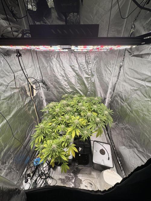 Gelato #33 Advanced seeds. Week 10