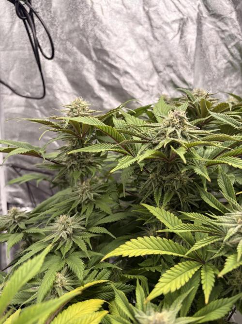 Gelato #33 Advanced seeds. Week 10