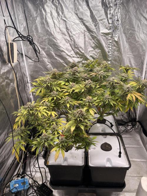 Gelato #33 Advanced seeds. Week 11