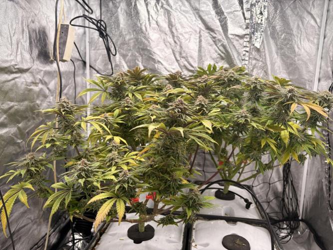 Gelato #33 Advanced seeds. Week 11