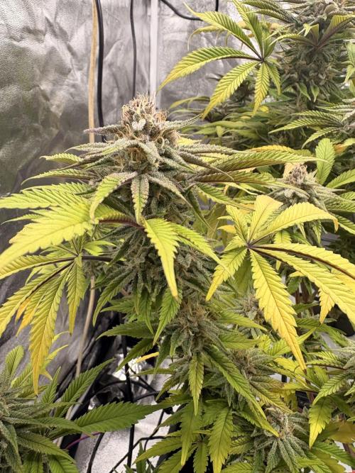 Gelato #33 Advanced seeds. Week 11