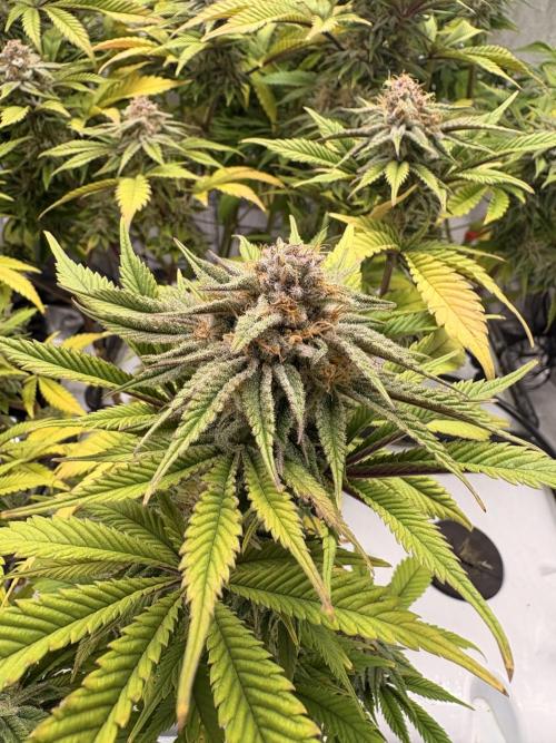 Gelato #33 Advanced seeds. Week 11