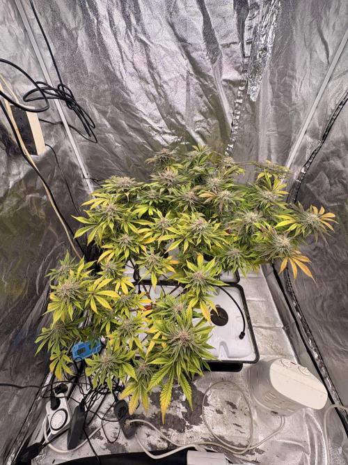 Gelato #33 Advanced seeds. Week 11