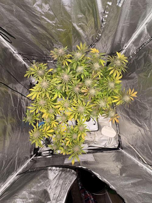 Gelato #33 Advanced seeds. Week 11