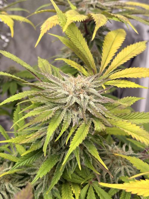 Gelato #33 Advanced seeds. Week 11