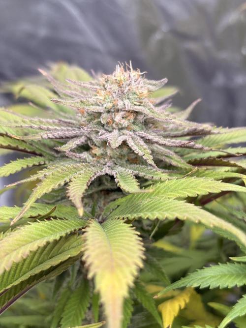 Gelato #33 Advanced seeds. Week 11