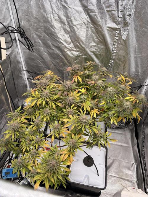 Gelato #33 Advanced seeds. Week 11