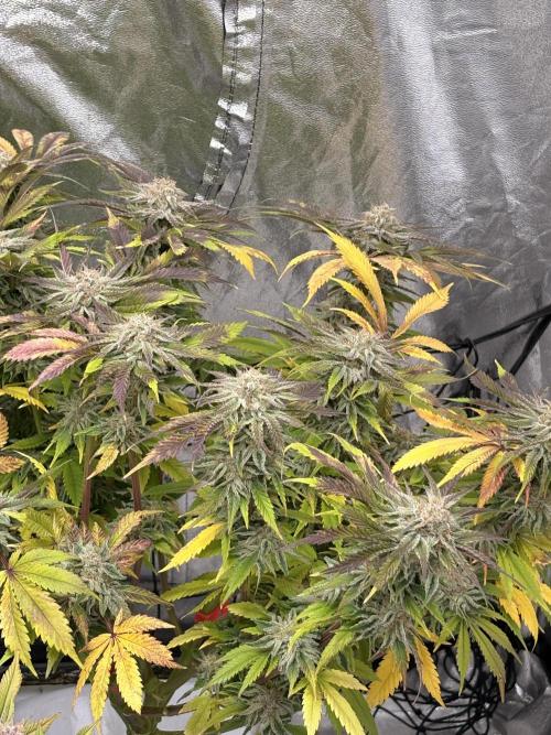 Gelato #33 Advanced seeds. Week 11