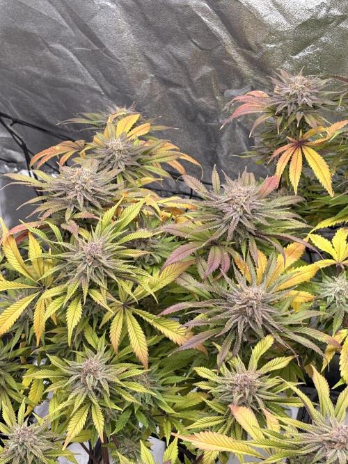 Gelato #33 Advanced seeds. Week 11