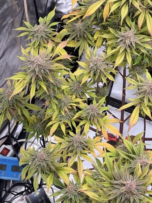 Gelato #33 Advanced seeds. Week 11