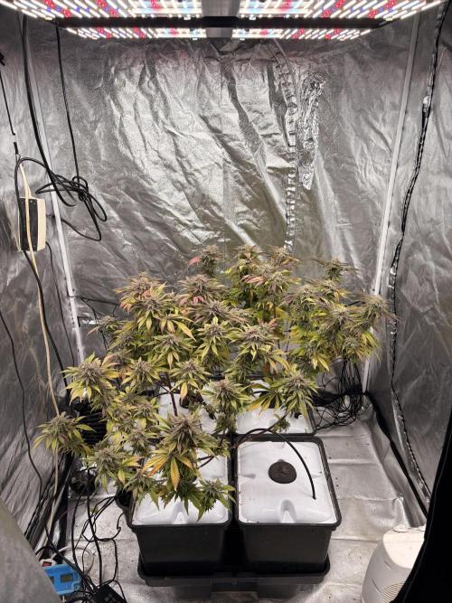 Gelato #33 Advanced seeds. Week 12