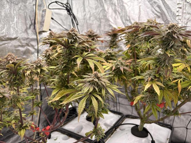 Gelato #33 Advanced seeds. Week 12