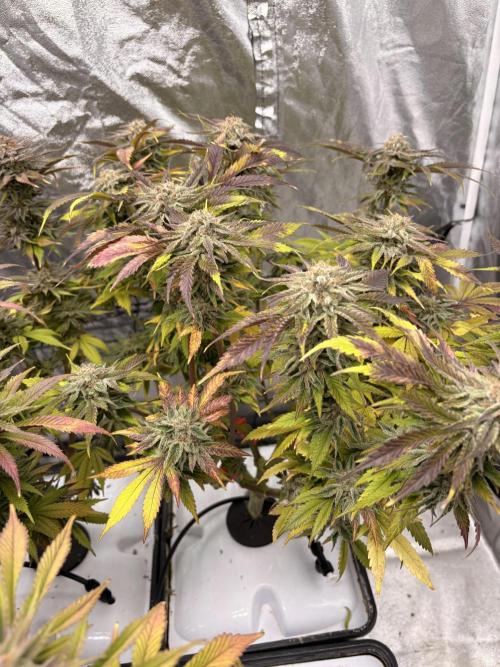 Gelato #33 Advanced seeds. Week 12