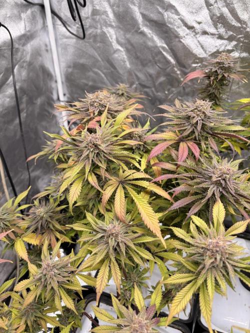 Gelato #33 Advanced seeds. Week 12