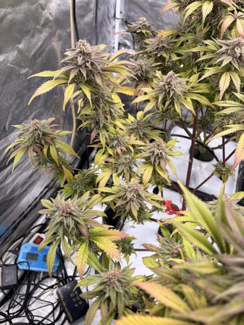 Gelato #33 Advanced seeds. Week 12