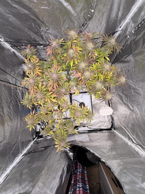 Gelato #33 Advanced seeds. Week 12