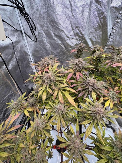 Gelato #33 Advanced seeds. Week 12