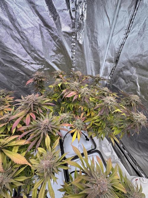 Gelato #33 Advanced seeds. Week 12