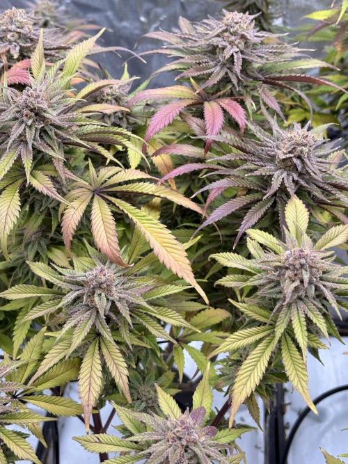 Gelato #33 Advanced seeds. Week 12