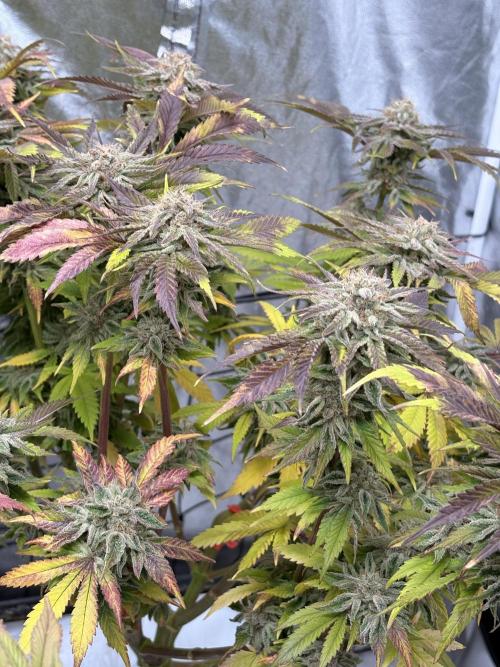 Gelato #33 Advanced seeds. Week 12