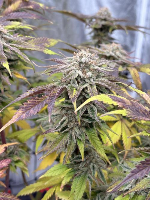 Gelato #33 Advanced seeds. Week 12