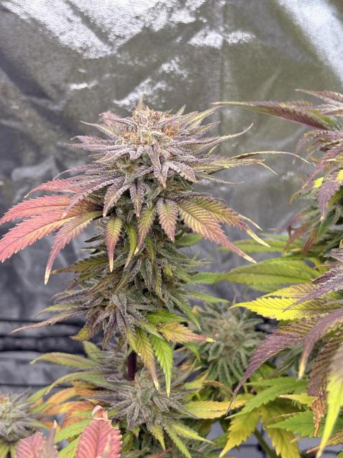 Gelato #33 Advanced seeds. Week 12