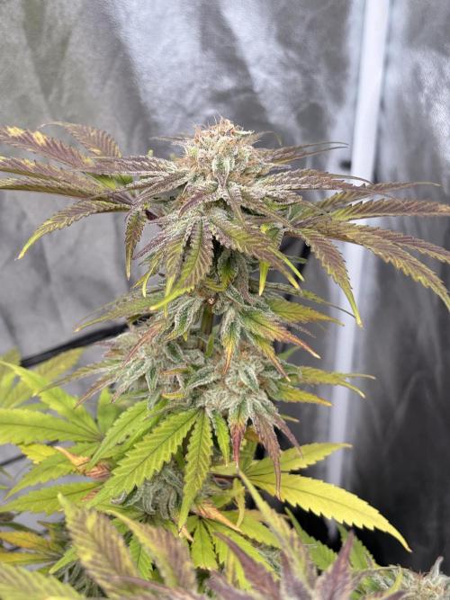 Gelato #33 Advanced seeds. Week 12