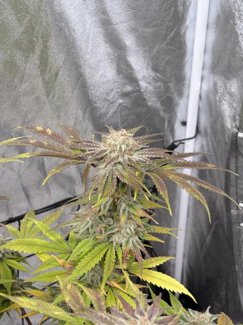 Gelato #33 Advanced seeds. Week 12