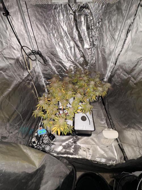 Gelato #33 Advanced seeds. Week 12