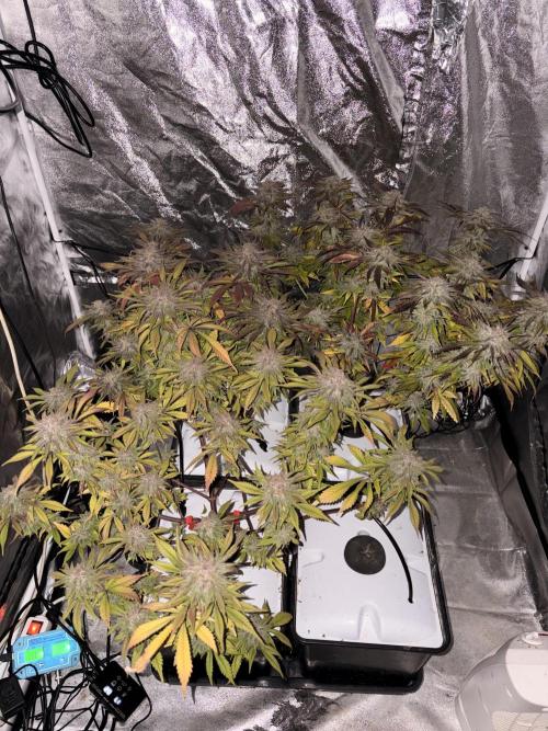 Gelato #33 Advanced seeds. Week 12