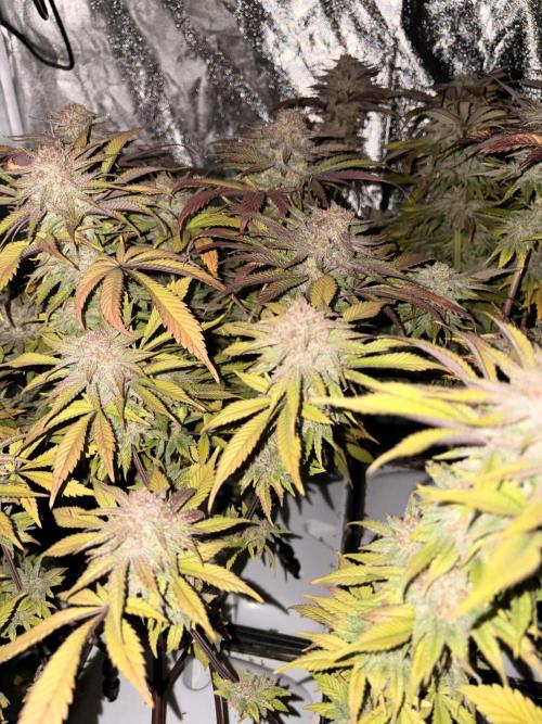 Gelato #33 Advanced seeds. Week 12