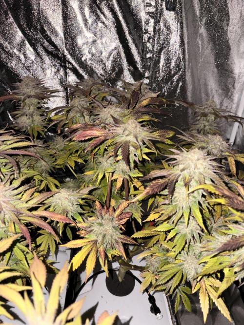 Gelato #33 Advanced seeds. Week 12