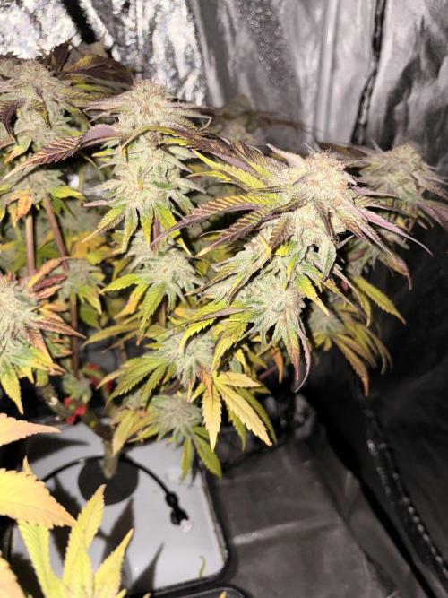 Gelato #33 Advanced seeds. Week 12