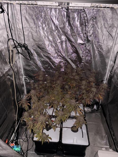 Gelato #33 Advanced seeds. Week 13