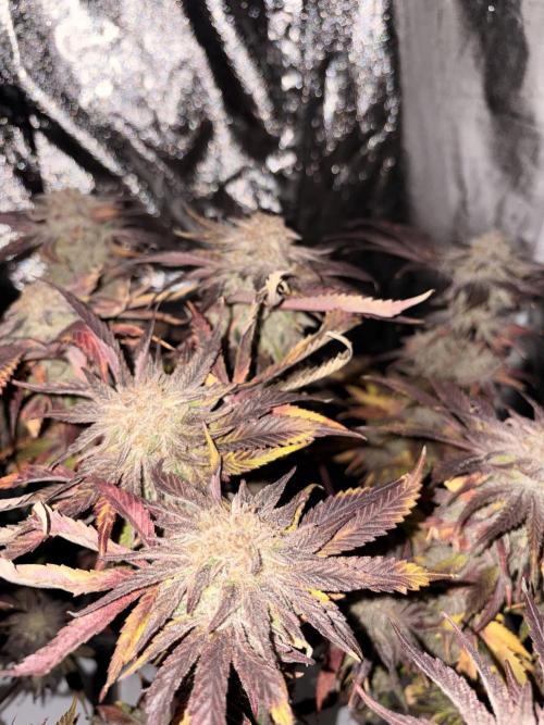 Gelato #33 Advanced seeds. Week 13