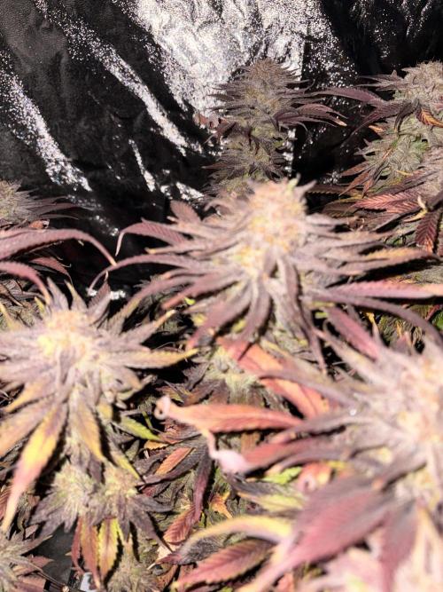 Gelato #33 Advanced seeds. Week 13