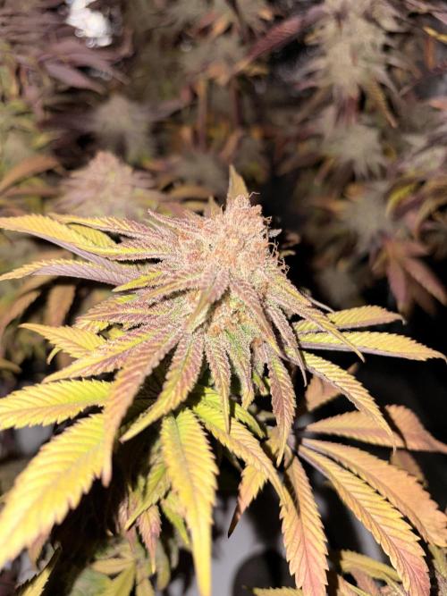 Gelato #33 Advanced seeds. Week 13