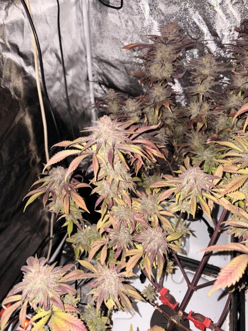 Gelato #33 Advanced seeds. Week 13