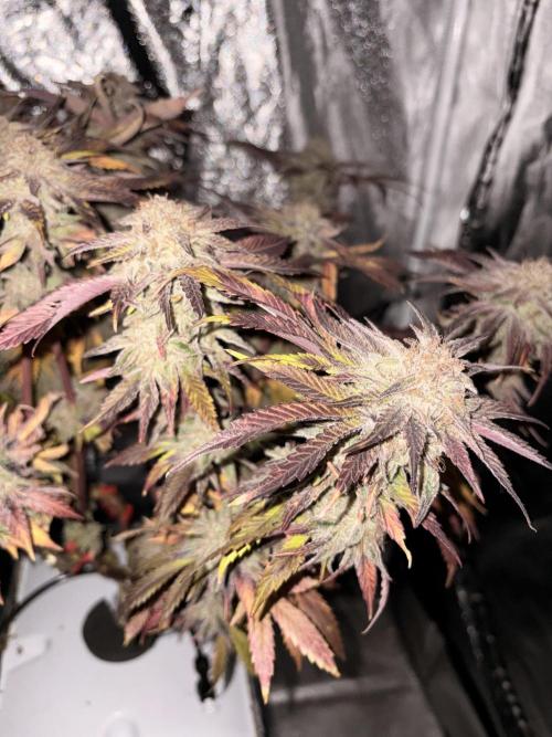 Gelato #33 Advanced seeds. Week 13