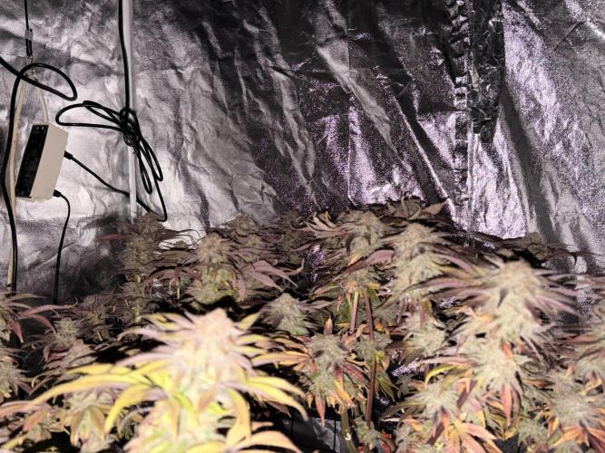 Gelato #33 Advanced seeds. Week 13