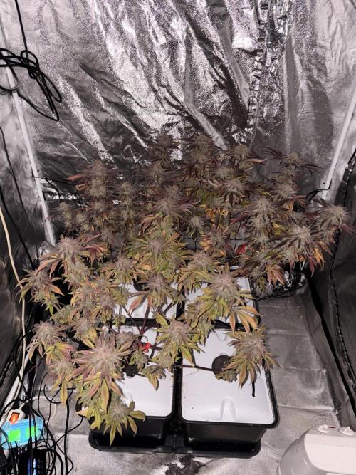 Gelato #33 Advanced seeds. Week 13