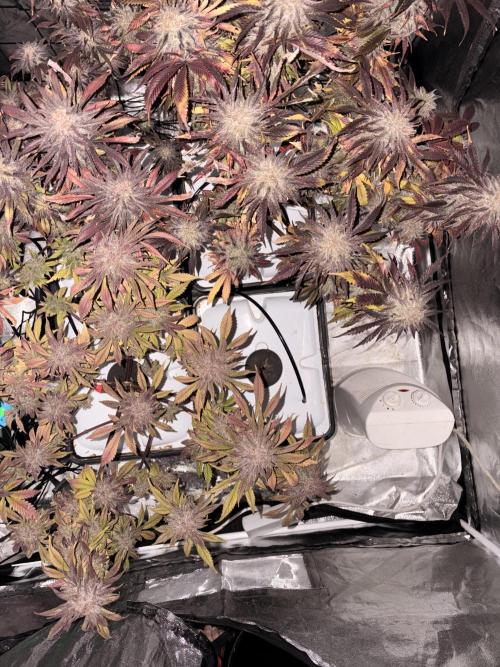 Gelato #33 Advanced seeds. Week 13