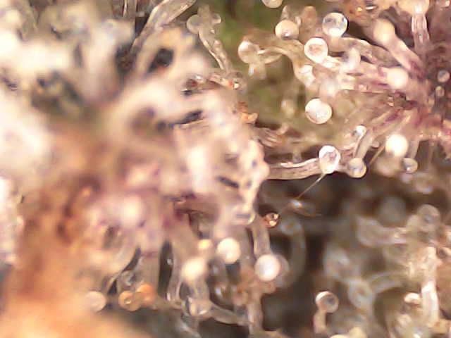 Gelato #33 Advanced seeds. Week 13