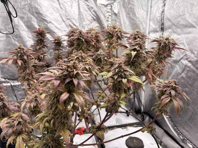 Gelato #33 Advanced seeds. Week 13