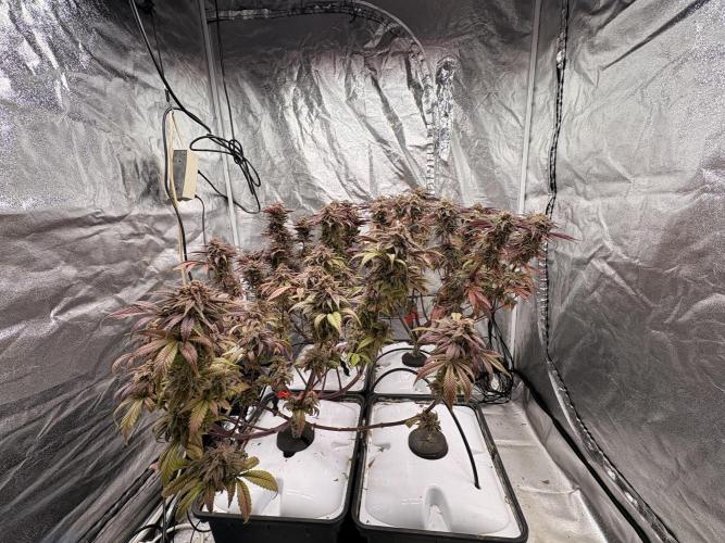 Gelato #33 Advanced seeds. Week 13