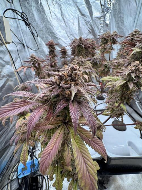Gelato #33 Advanced seeds. Week 13